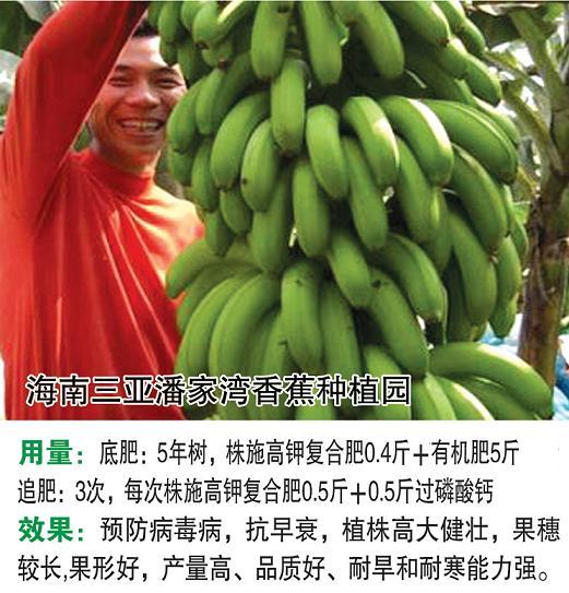 香蕉种植园肥料效果图